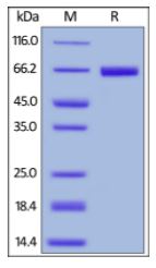 Human PD-L1, Fc Tag (HPLC-verified) on SDS-PAGE under reducing (R) condition. The gel was stained overnight with Coomassie Blue. The purity of the protein is greater than 95%.